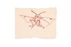 grisgris-webs-lovely insect