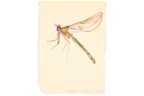 libellula