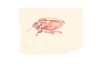 fragment
