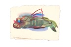 chinoiserie-wonder-web